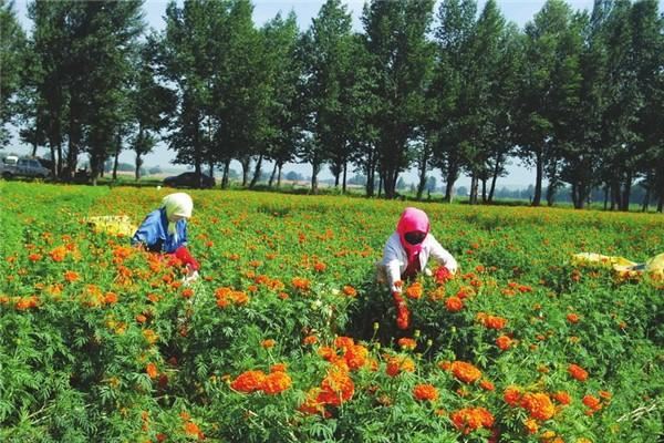 丰有农业 丰有农业