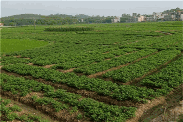 金土地农资加盟 金土地农资加盟