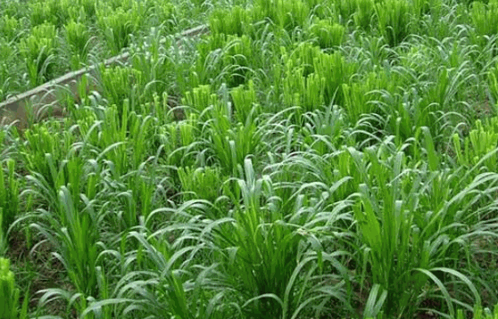 新天地牧草种植