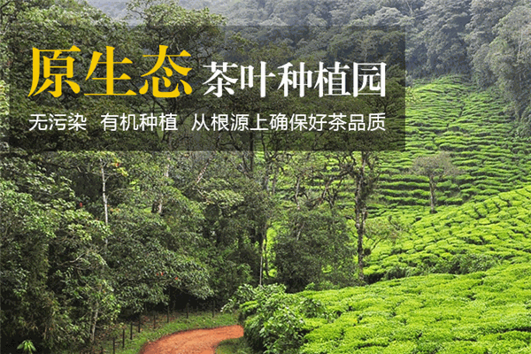 紫沁茶业 紫沁茶业