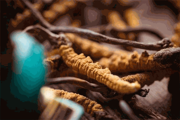 恒湘虫草 恒湘虫草