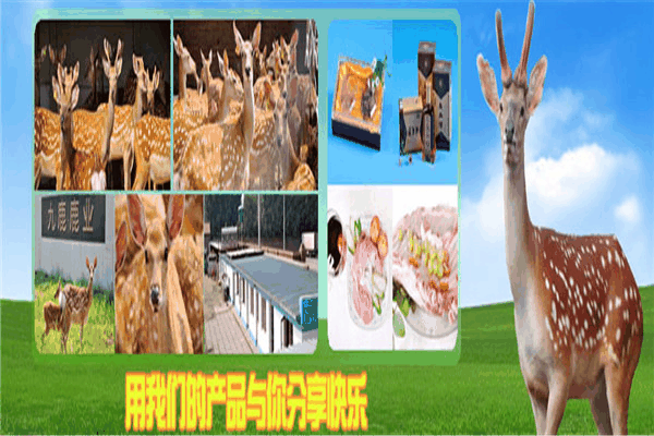 九鹿鹿业 九鹿鹿业