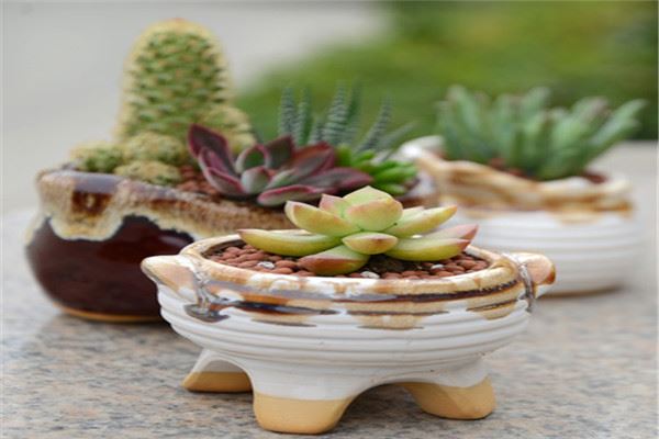 一水间水培花卉加盟