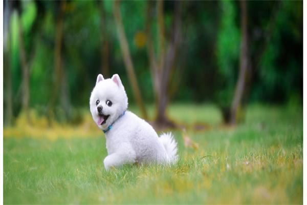 流浪之后宠物 流浪之后宠物