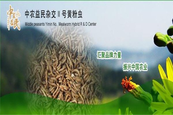 中农益民II号黄粉虫加盟