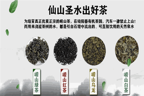 晓阳春茶叶 晓阳春茶叶