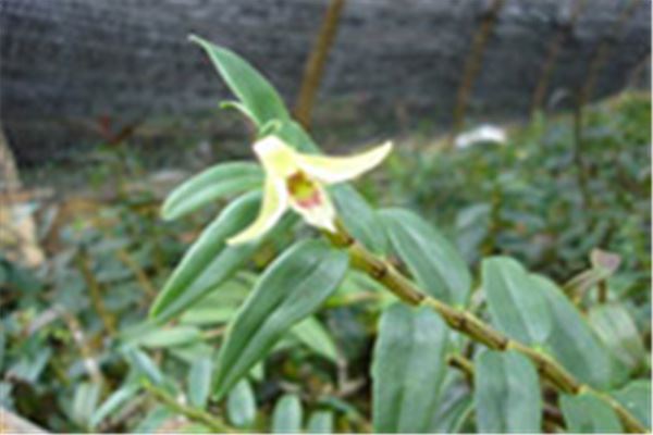 中华仙草铁皮石斛加盟