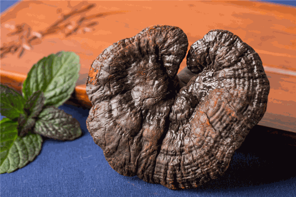 微芝生物 微芝生物