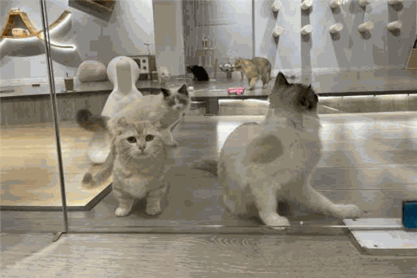 狗的猫宁宠物生活馆