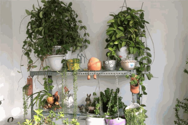 我家花房 我家花房