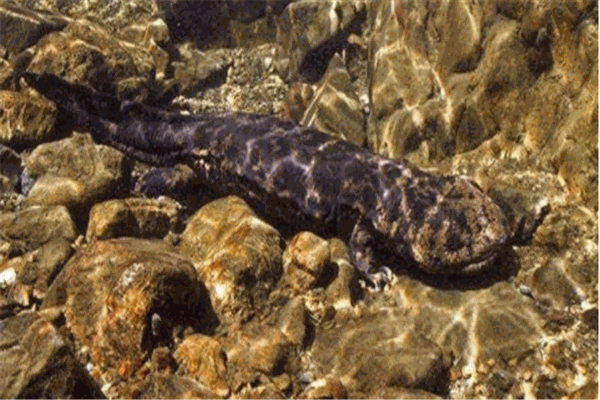 兴农大鲵娃娃鱼养殖