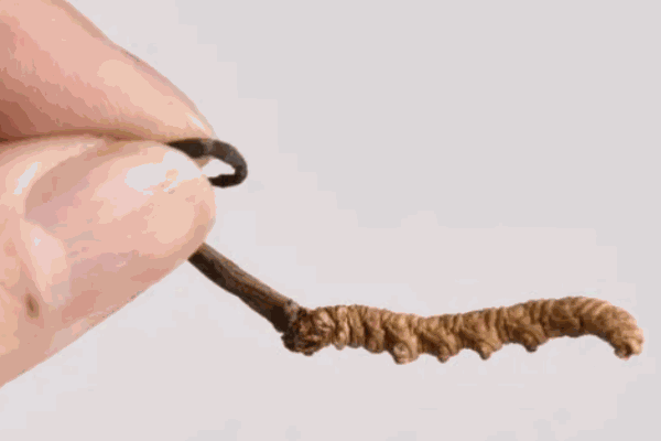 索郎顿株虫草 索郎顿株虫草